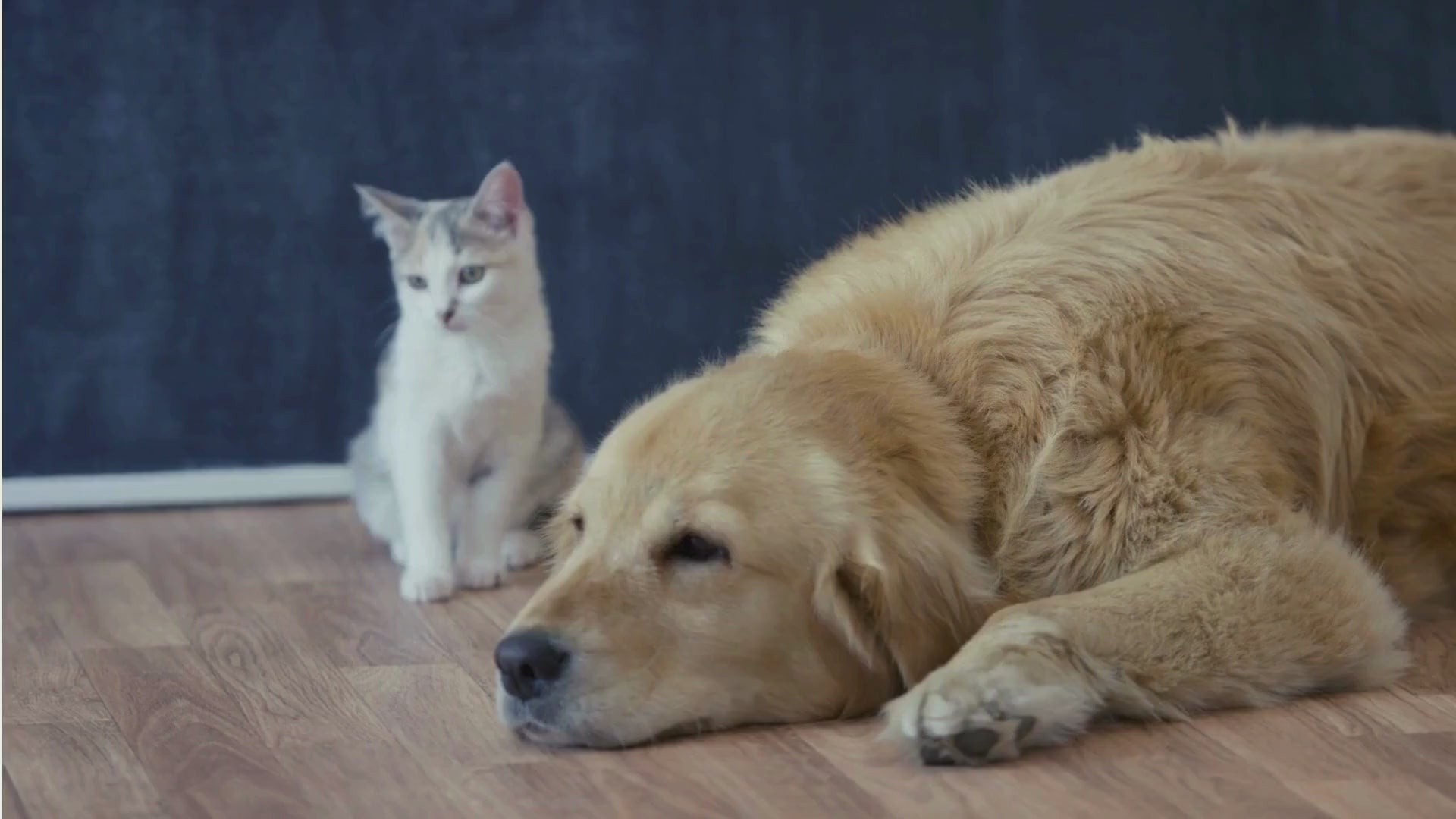 Зареждане на видео: Discover grooming and care essentials for dogs and cats.